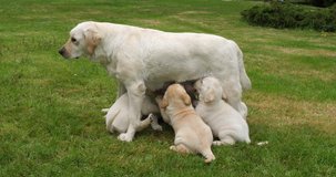 Yellow Labrador Retriever Bitch That Feeds Puppies, Normandy in France, Slow Motion 4K