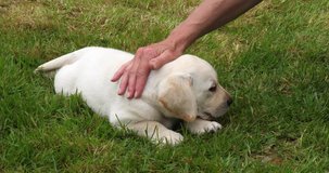 Yellow Labrador Retriever, Puppy Playing with his Mistress on the Lawn, Normandy in France, Slow Motion 4K