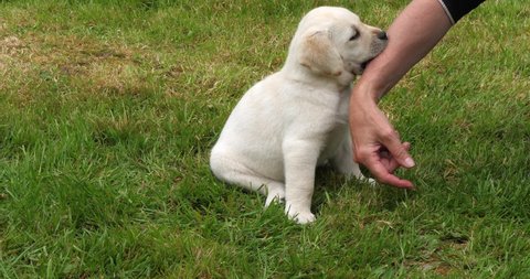 Yellow Labrador Retriever, Puppy Playing with his Mistress on the Lawn, Normandy in France, Slow Motion 4K
