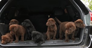 Brown and Black Labrador Retriever, Puppies in the Trunk of a Car, Normandy in France, Slow Motion 4K