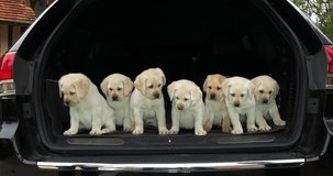 Yellow Labrador Retriever, Puppies in the Trunk of a Car, Normandy in France, Slow Motion 4K