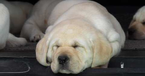 Yellow Labrador Retriever, Puppy Sleeping in the Trunk of a Car, Hand of Woman, Normandy in France, Slow Motion 4K
