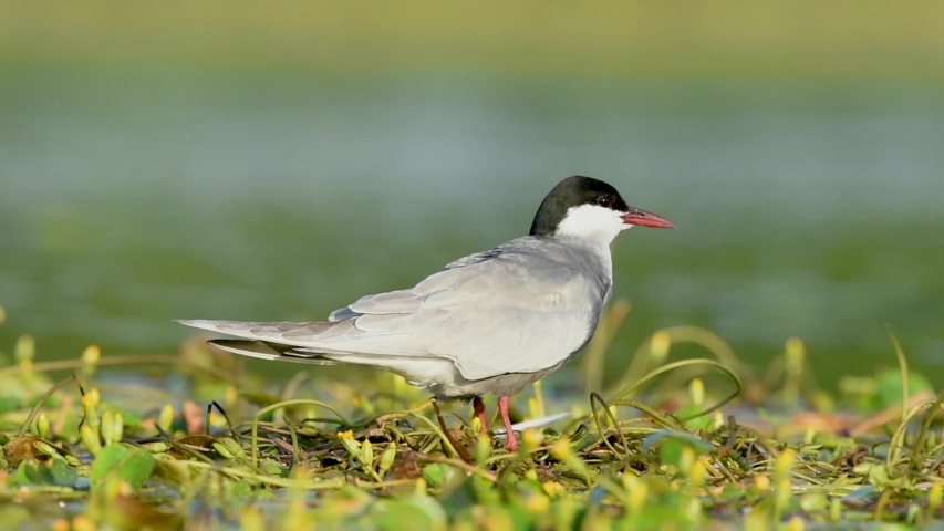 Whiskered tern on a nest with chicks