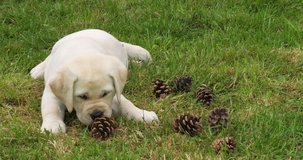 Yellow Labrador Retriever, Puppy Playing with Pine Cone on the Lawn, Normandy in France, Slow Motion 4K