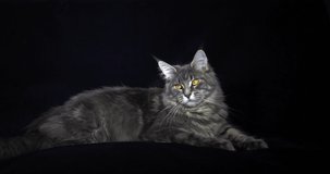 Blue Blotched Tabby Maine Coon Domestic Cat, Female laying against Black Background, Normandy in France, Slow motion 4K