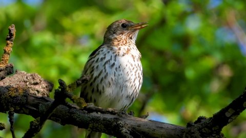 Sings song thrush on the background of the forest. live sound.