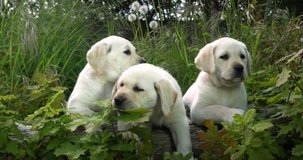 Yellow Labrador Retriever, Puppies in the Vegetation, Normandy in France, Slow Motion 4K