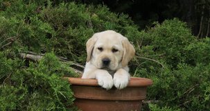  Yellow Labrador Retriever, Puppy Playing in a Flowerpot, Normandy, Slow Motion 4K