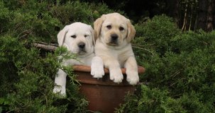 Yellow Labrador Retriever, Puppies Playing in a Flowerpot, Normandy, Slow Motion 4K