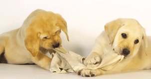 Yellow Labrador Retriever, Puppies Playing with a Dish Towel on White Background, Normandy, Slow Motion 4K