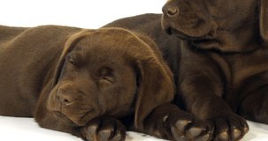 Brown Labrador Retriever, Puppies on White Background, Sleeping, Normandy, Slow Motion 4K