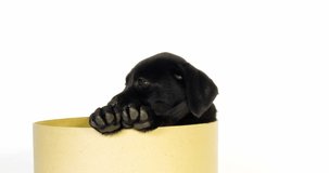 Black Labrador Retriever, Puppy standing in a Box on White Background, Normandy, Slow Motion 4K