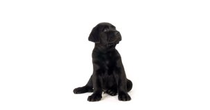 Black Labrador Retriever, Puppy on White Background, Normandy, Slow Motion 4K