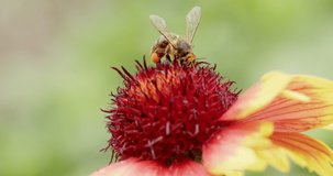 Honey bee, Apis mellifera, foraging for pollen on the red stamens of a coneflower, Echinacea species in a garden in summer in a close up view