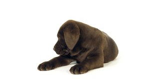 Brown Labrador Retriever, Puppy on White Background, Normandy, Slow Motion 4K