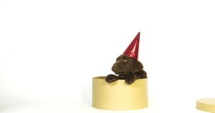 Brown Labrador Retriever, Puppy wearing a Pointed Hat on White Background, Normandy, Slow Motion 4K