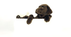 Brown Labrador Retriever, Puppy standing in a Box on White Background, Normandy, Slow Motion 4K