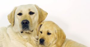 Yellow Labrador Retriever, Bitch and Puppy on White Background, Normandy, Slow Motion 4K