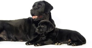 black Labrador Retriever, Bitch and Puppy on White Background, Normandy, Slow Motion 4K