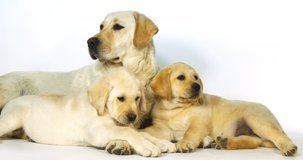 Yellow Labrador Retriever, Bitch and Puppies on White Background, Normandy, Slow Motion 4K