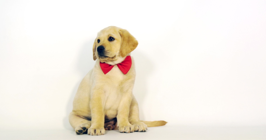 labrador bow tie