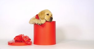 Yellow Labrador Retriever, Puppy offered as a Gift on White Background, Normandy, Slow Motion 4K