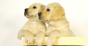 Yellow Labrador Retriever, Puppies Playing in a Box on White Background, Normandy, Slow Motion 4K
