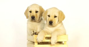 Yellow Labrador Retriever, Puppies Playing in a Box on White Background, yawning, Normandy, Slow Motion 4K