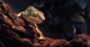 Panther Chameleon, furcifer pardalis, Adult standing on Branch, Madagascar, Slow motion 4K