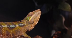 Panther Chameleon, furcifer pardalis, Adult standing on Branch, Madagascar, Slow motion 4K