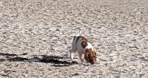 Dog Walking on the Beach, Jersey, Slow Motion 4K