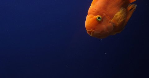 Midas Cichlid, amphilophus citrinellus, Fish swimming in a Freshwater Aquarium, Slow Motion 4K