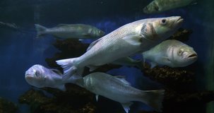 Sea Bass, dicentrarchus labrax, Group Swimming, Slow motion 4K