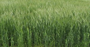 Field of Bearded Wheat, triticum sp., Normandy in France, Slow motion 4K