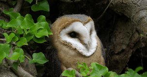 Barn Owl, tyto alba, Portrait of Immature Looking around, Normandy in France, Slow motion 4K