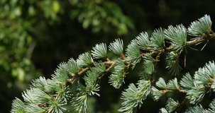 Wind and Cedar of Lebanon, cedrus sp., Normandy in France, slow Motion 4K
