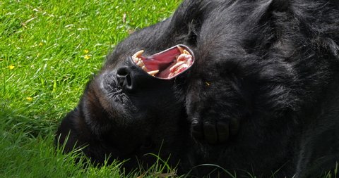 Eastern Lowland Gorilla, gorilla gorilla graueri, Silverback Male Laying down on Grass, Yawning, Slow motion 4K