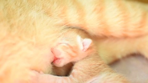 Newborn Ginger Kitten Drinking Milk. Breastfeeding of mother cat.