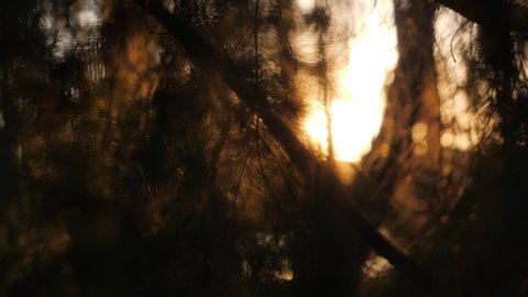 Slowmotion seeing through the branches of trees in a forest to see the sunset