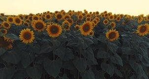 Aerial view over sunflowers field on sunset background
