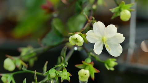 The Bridal Veil Flowers Hanging Stock Footage Video 100 Royalty Free Shutterstock The Bridal Veil Flowers Hanging Stock Footage Video 100 Royalty Free Shutterstock