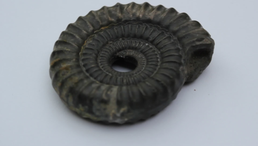 ammonite fossil stock footage video clip rotating Fibonacci spiral Royalty-Free Stock Footage #1033354484