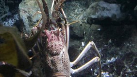 European spiny lobster swimming underwater alive stock footage video clip film 