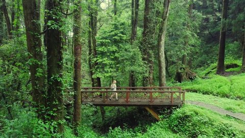 Alishan Scenic Area Visited by Caucasian Female Foreign Tourist Walking along Well-Built Road and Bridges with Good Infrastructure Through Beautiful Forest and Enjoying Nature in Taiwan. Aerial View