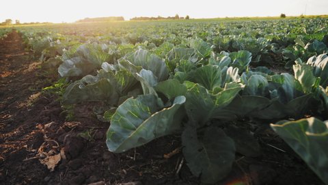 Young cabbage grows in the farmer field. Organic vegetable growing. Cabbage bushes with green leaves on the ground at sunset. Camera moves along rows of cabbage in slow motion