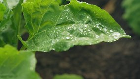 Green leaf of beet with water drops in a vegetable garden close-up. Water flows from the leaf after drip irrigation. Slow motion video