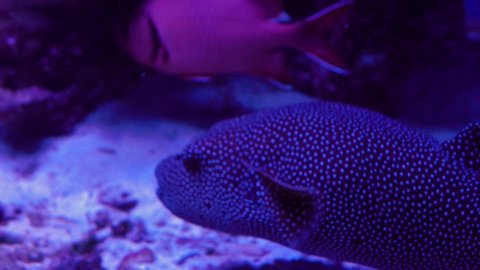 Honeycomb filefish Cantherhines pardalis hiding underwater