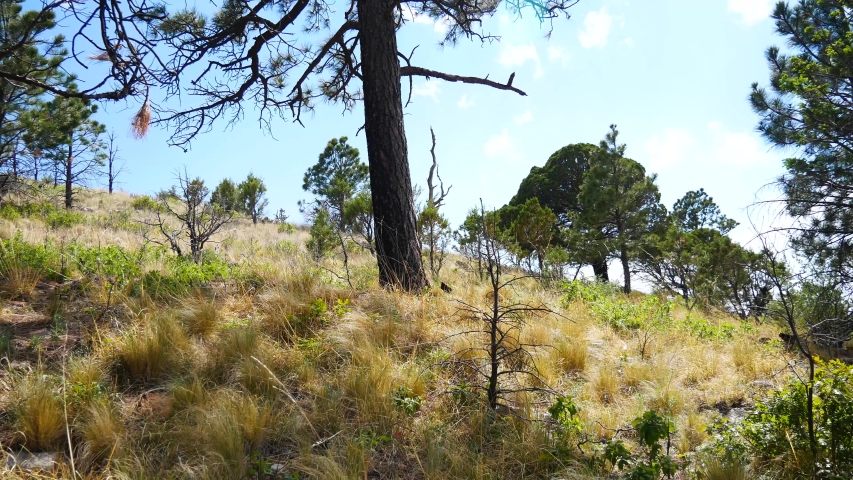 Trees and foliage in the upper peaks of Guadalupe Mountains National Park on a windy day.
