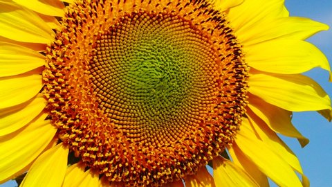 Sunflower flower against the sky, close-up. Ukraine