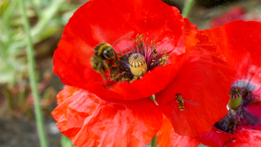 Closeup POV shot of a bumble bee in summer gathering pollen from the core of a poppy, with a hoverfly on a petal nearby.